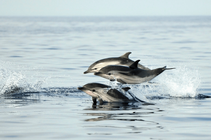 dauphin-baleine-sanary-decouverte-vivant