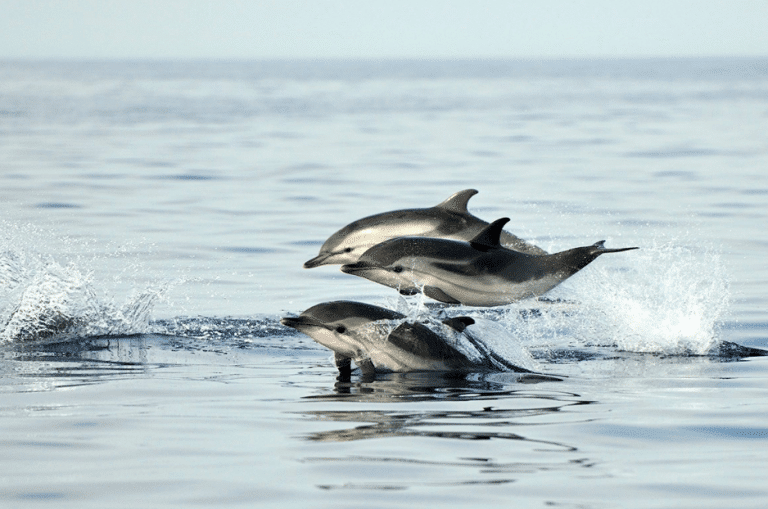 Découvrez des dauphins et baleines tout près de Marseille !