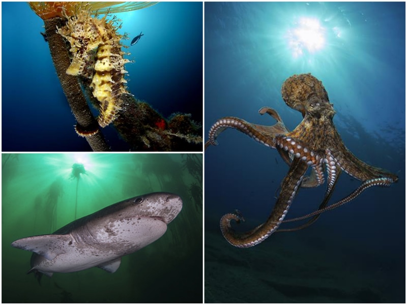C&rsquo;est parti pour la 42e édition du Festival mondial de l’image sous-marine !
