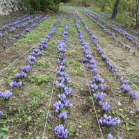 terre-terrain-culture-safran-epice