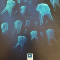 affiche-campagne-lutte-sac-plastique