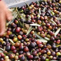 culture-olive-capitale-tapenade