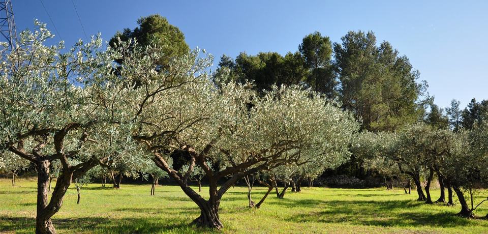 [Bactérie] L&rsquo;Europe débloque plusieurs millions pour sauver nos oliviers !