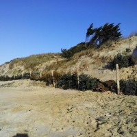 association-dune-attitude-sapin-sable