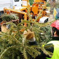 , Les sapins en location reprennent vie apr&egrave;s les f&ecirc;tes, Made in Marseille