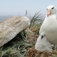 protection-planete-etude-albatros