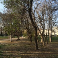 abre-jardin-ombre-calme-nature