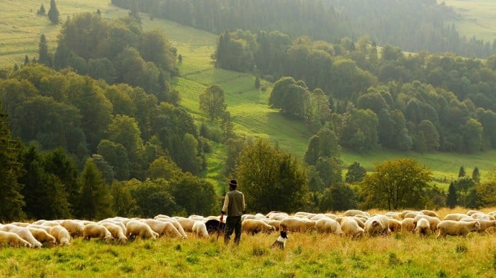 agriculture-ovin-aide-region-paca