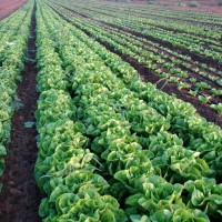 champ-salade-crise-agricole-france