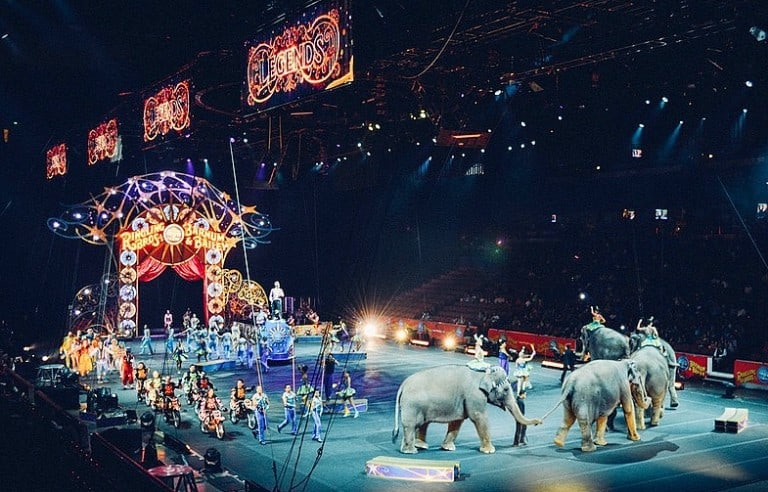 Comment la mairie de la Ciotat interdit les animaux sauvages dans les cirques