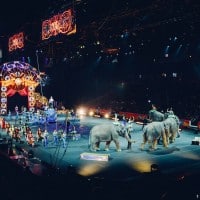 , Une &laquo;&nbsp;maison de retraite&nbsp;&raquo; pour tigres et lions vient d&rsquo;ouvrir &agrave; Trets, Made in Marseille