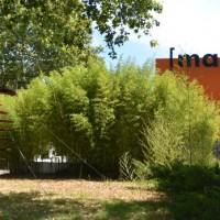 musee-art-contemporain-mac