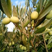 olive-olivier-paca-region-productrice