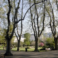 parc-bortoli-jardin-arbre-vegetation