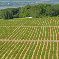 survol-champ-drone-agriculture-paca