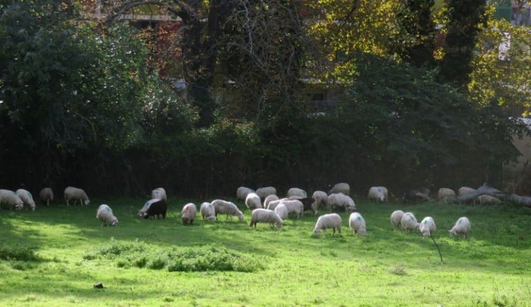Le bio de plus en plus présent dans les cultures de la région !