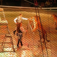 tigre-cage-cirque-animaux-sauvages