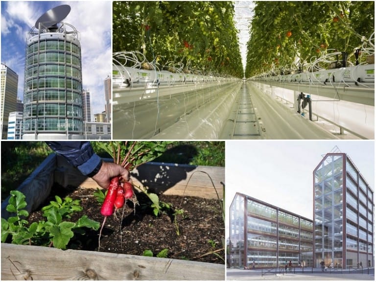 Les toits de Marseille bientôt transformés en potagers !