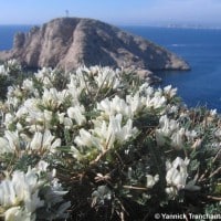 calanques, 10 raisons d&rsquo;aller se balader et se baigner dans les Calanques, Made in Marseille