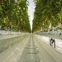 agriculture urbaine, Les toits de Marseille bient&ocirc;t transform&eacute;s en potagers !, Made in Marseille