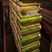 ferme-verticale-culture-hydroponie