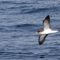 puffin-cendre-faune-calanque-riou