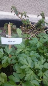 potagers, Des potagers en libre-service bient&ocirc;t dans tout Marseille ?, Made in Marseille