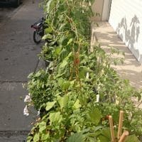 bac-fleur-plante-rue-samatan