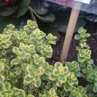 bac-plante-fleur-herbe
