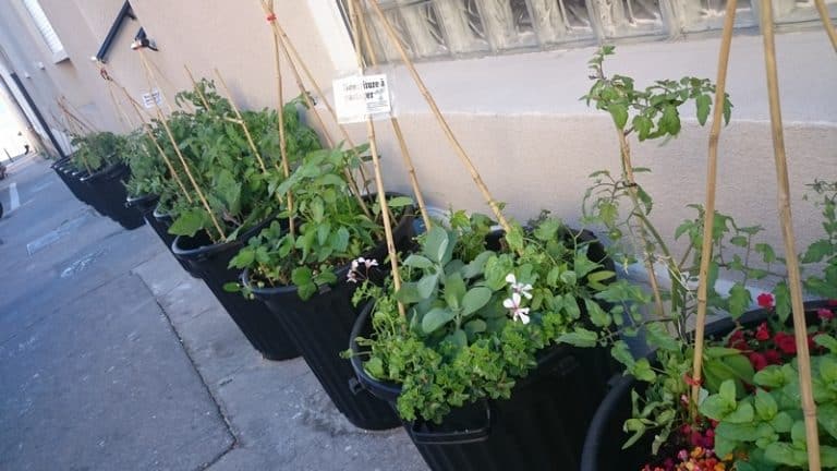 Des potagers en libre-service bientôt dans tout Marseille ?