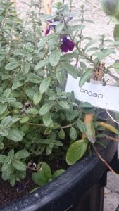 potagers, Des potagers en libre-service bient&ocirc;t dans tout Marseille ?, Made in Marseille