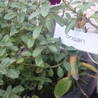 culture-herbe-aromatique-origan