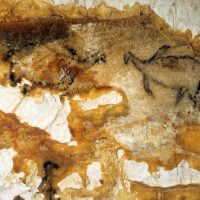 dessin-animaux-volatile-grotte-cosquer