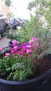 potagers, Des potagers en libre-service bient&ocirc;t dans tout Marseille ?, Made in Marseille