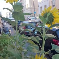 fleur-tournesol-pot-culture-voisin