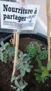 potagers, Des potagers en libre-service bient&ocirc;t dans tout Marseille ?, Made in Marseille