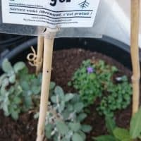 nourriture-partager-bac-potager