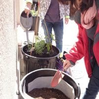 potager-voisin-marseille-7eme