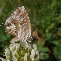 papillons, Partez pour un petit tour au Parc Urbain des Papillons, Made in Marseille
