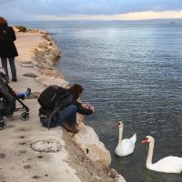 etang-berre-faune-flore-ecologie