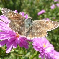 etude-papillon-recherche-lped