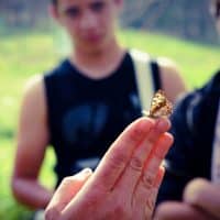 insectes, Six nouveaux h&ocirc;tels &agrave; insectes install&eacute;s en 2017 dans les parcs de Marseille, Made in Marseille