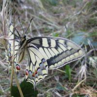 papillons, Partez pour un petit tour au Parc Urbain des Papillons, Made in Marseille