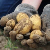 legume-produit-bio-agriculture-locale