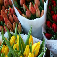 marche-fleurs-provence