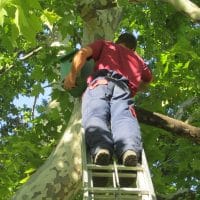 poste-installation-nichoir-parc
