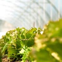 regie-municipale-agricole-mouans-sartoux