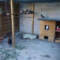 poules, A F&eacute;lix Pyat, des Marseillais adoptent des poules pour r&eacute;duire les d&eacute;chets&nbsp;!, Made in Marseille