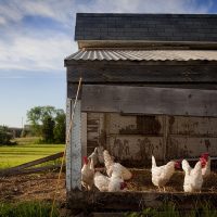 poule-recycler-reduire-dechet-alimentaire