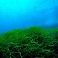 protection-milieu-marin-wwf-medtrends